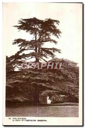 Cartes postales Malmaison Le Cedre de l Imperatrice Josephine