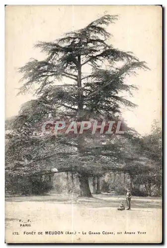 Cartes postales Foret de Meudon Le Grand Cedre dit Ambre vert