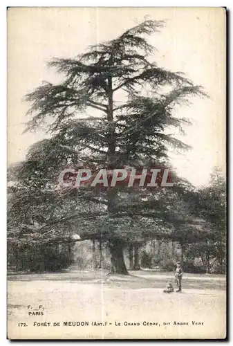 Cartes postales Foret de Meudon Le Grande Cedre Dit Ambre Vert