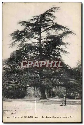 Cartes postales Foret De Meudon Le grand Cedre sit Arbre Vert