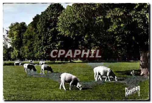 Scene Champetre - Images de France - mouton - sheep - Cartes postales