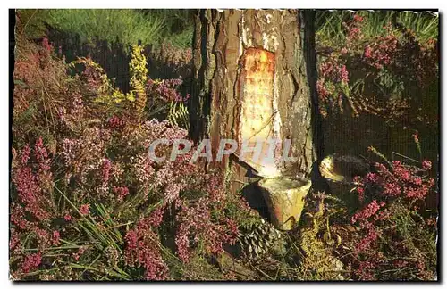 Cartes postales Le Pin Gemme Les bruyeres en eleurs