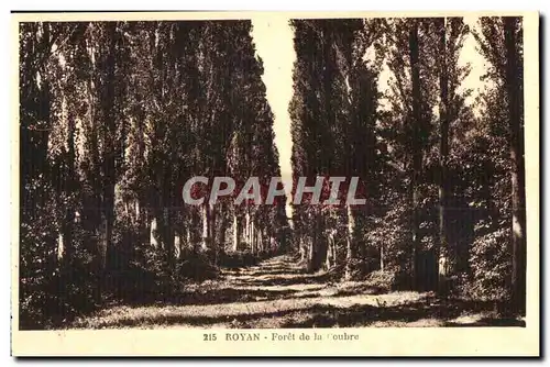 Cartes postales Royan Foret de la Coubre