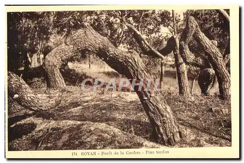 Ansichtskarte AK Royan Foret de la Coubre Pins tordus