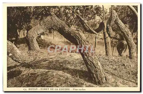 Cartes postales Royan Foret De La Coubre Pins tordus