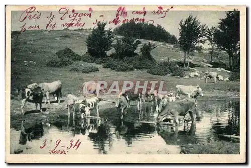 Cartes postales Pres de Digoin Vaches