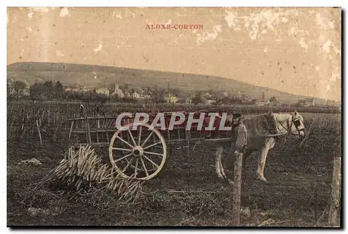 Cartes postales Aloxe Corton Attelage dans les vignes TOP