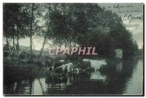 Cartes postales A l abreuvoir dans la riviere L Ognon Vaches