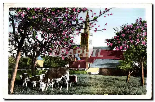 Cartes postales moderne La Normandie Pittoresque Sous les Pommiers Vaches