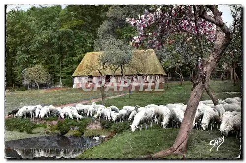 Cartes postales moderne La Normadie Moutons au Bocage Sheep