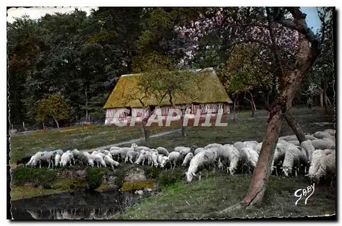 Cartes postales moderne La Normandie Moutons au Bocage