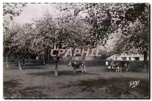 Cartes postales moderne La Normandie Paturage normand et Pommiers en fleurs Vaches