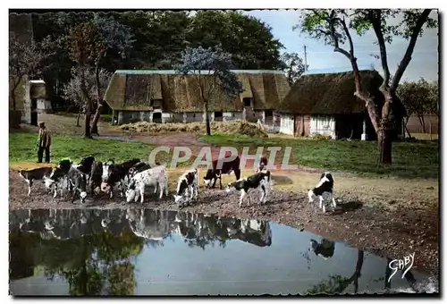 Cartes postales moderne La Normandie Aux abords de la mare Vaches