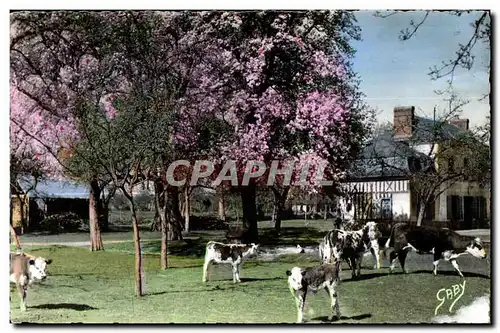 Moderne Karte La Normandie Pommiers en fieurs et Poiries blancs Vaches