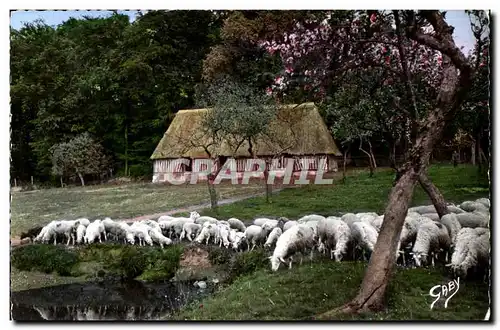 Cartes postales moderne La Normande Moutons au Pacese