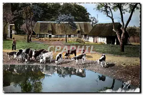 Cartes postales moderne La Normandie Aux abords de la mare Vaches