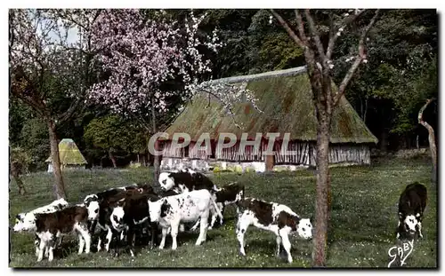 Cartes postales La Normandie En broutant to Marguerite