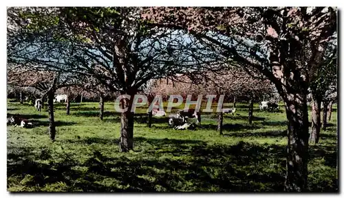 Cartes postales moderne La Normandie Pittoresque Sous les Pommiers