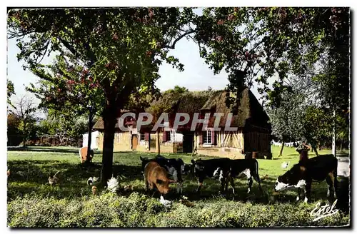 Cartes postales moderne Ferme Normande Vaches