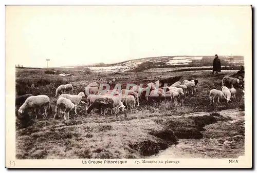 Cartes postales La Creuse pittoresque 17 Moutons au paturage