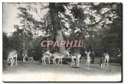 Brest - Gazelles - Louis Gautier - 31 Rue de Paris - Cartes postales