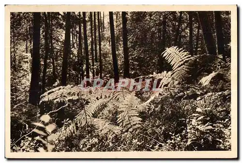 Ansichtskarte AK Huelgoat (Finistere) Les Fougeres geantes de la Foret