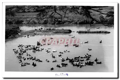 Cartes postales Ducklin Canards Ducks