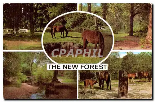 Cartes postales moderne The New Forest Cheval Horse