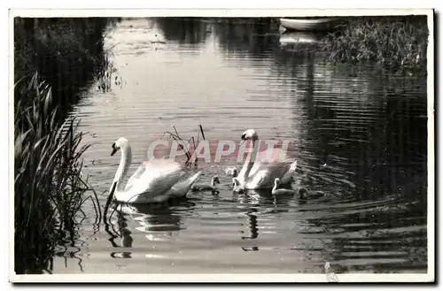 Ansichtskarte AK Swan Cygne