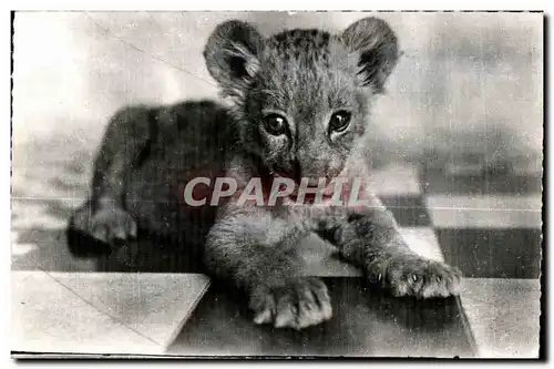 Cartes postales Faue Africaine Le Petit Lion (Cl Couchetier)