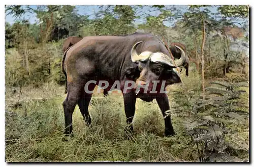 Ansichtskarte AK Faune Africaine Buffle Noir du Cap