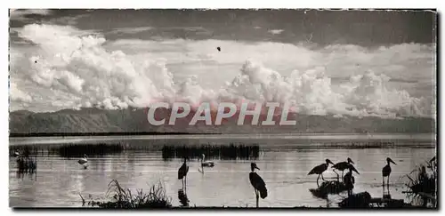 Cartes postales Faune Africaine Marabouts noirs et Pelicans sur les boards d un Lac (Photo C L D Bruxelles)