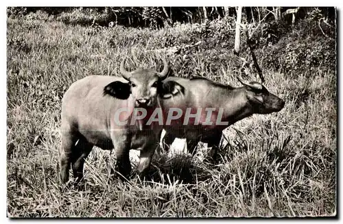 Cartes postales Faune Africaine Couple de jeunes Buffles (Cl C l D Bruxelles)