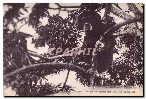 Cartes postales Afrique Occidentale Francaise Ua Chimpanze Singe Monkey