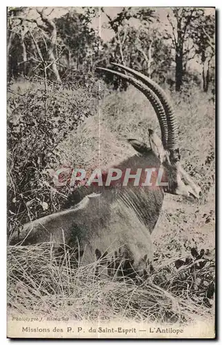 Cartes postales Mission P P du Saint Esprit L Antilope Afrique