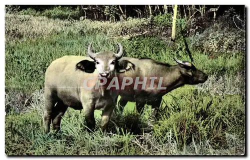 Ansichtskarte AK Faune Africaine Couple de jeunes Buffles