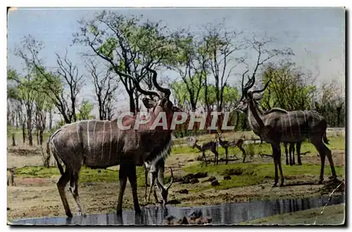 Cartes postales Faune Africaine Grande Koudous