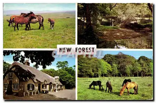 Cartes postales moderne New Forest Ponies cat and fiddle inn Highland water and roman arch new forest ponies Horse Chev
