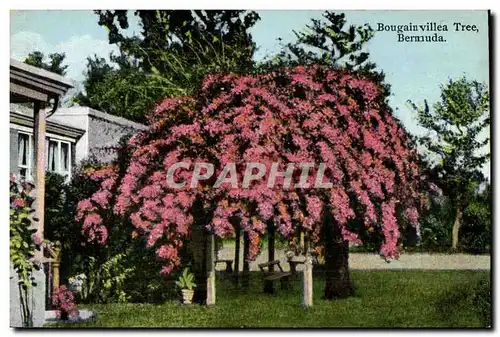 Ansichtskarte AK Bougain villea Tree Bermuda Bermudes