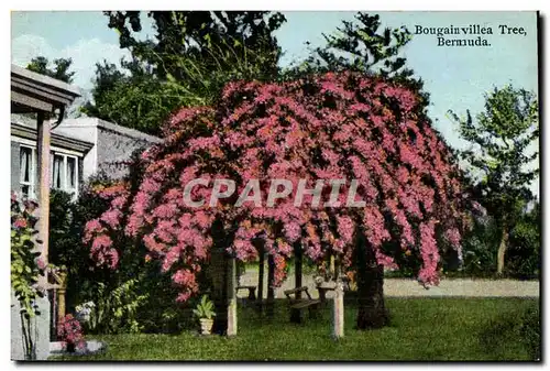 Cartes postales Bougain villea Tree Bermuda Bermudes