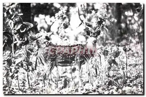 Ansichtskarte AK Spotted Deer (Royal Chitwarm National Park) Tiger Tops Jungle Lodge Kathmandu Nepal