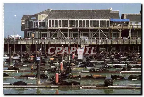 Cartes postales California Sea Lions Pier