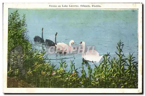 Cartes postales Swans on Lake Lucerne Orlando Florida Cygne