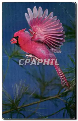 Cartes postales Oiseau Cardinal