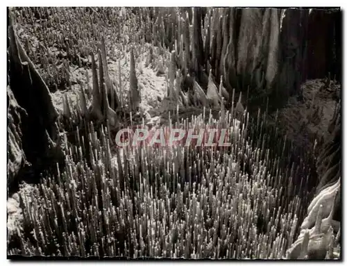 Cartes postales moderne Monaco Les Grottes de I Observatoire dons le Jardin Exotique Tuyaux de Pipe