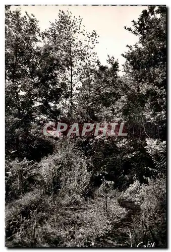 Cartes postales St Jean du Douigt La Vallee des Vieux Moulins