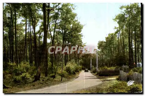 Cartes postales Ile D Oleron Route en Foret de Pins