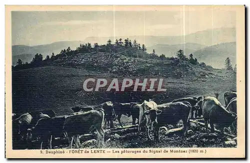 Cartes postales Dauphine foret de Lente Les paturages du Singal de Montuez Vaches