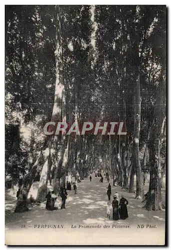 Ansichtskarte AK Perpignan La Promenade des Platanes