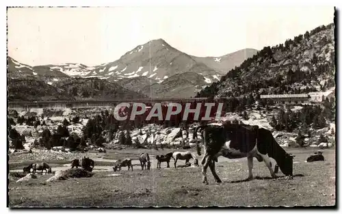 Cartes postales Font Romeu Paturages et Pic Perie Vaches Chevaux Cheval Horse